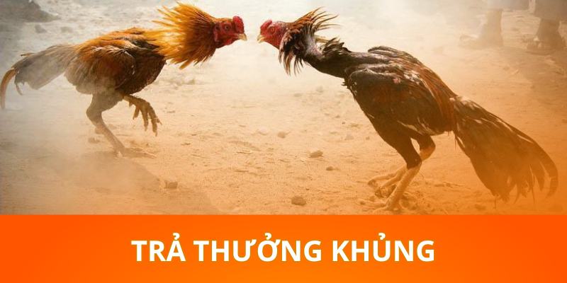 Trả thưởng đá gà siêu khủng thu hút người tham gia nhanh chóng