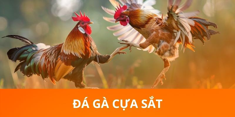 Đá Gà Cựa Sắt New88 - Chinh Phục Trận Đấu Kịch Tính