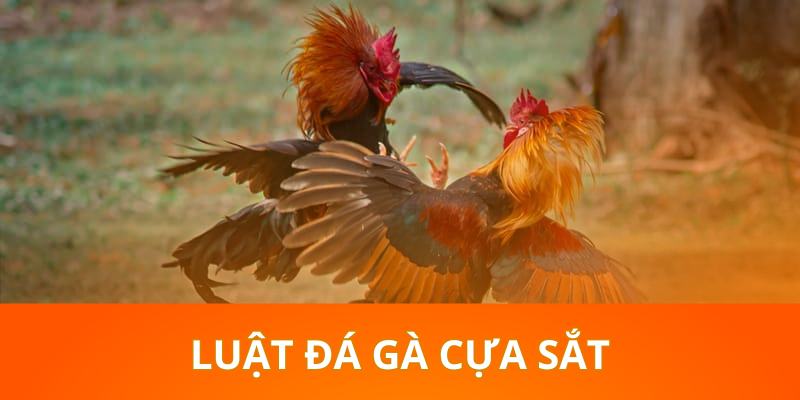 Luật đá gà cựa sắt được cập nhật chi tiết nhất 2024