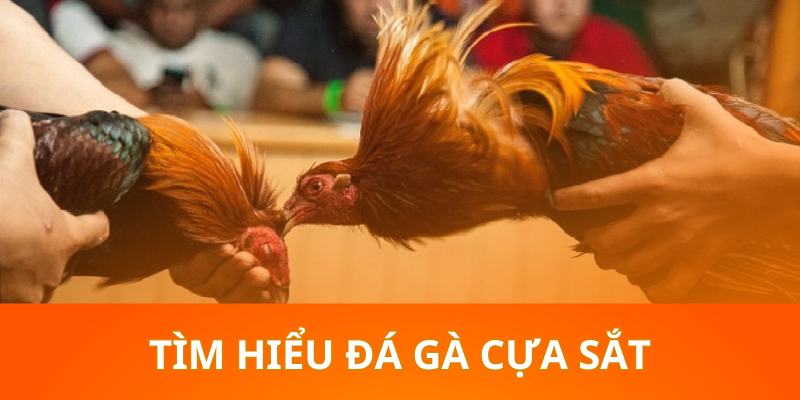 Tìm hiểu khái niệm về hình thức đá gà cựa sắt