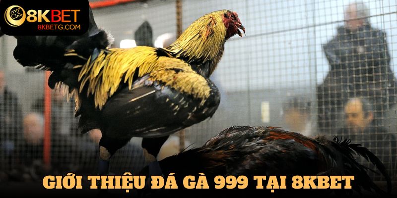 Giới thiệu cơ bản về siêu phẩm Đá gà 999